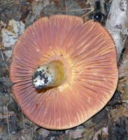 Hygrocybe punicea.